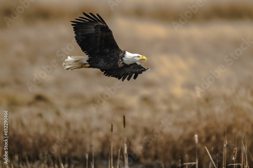 Majestic bald eagle flying over a dry, brown grassland.