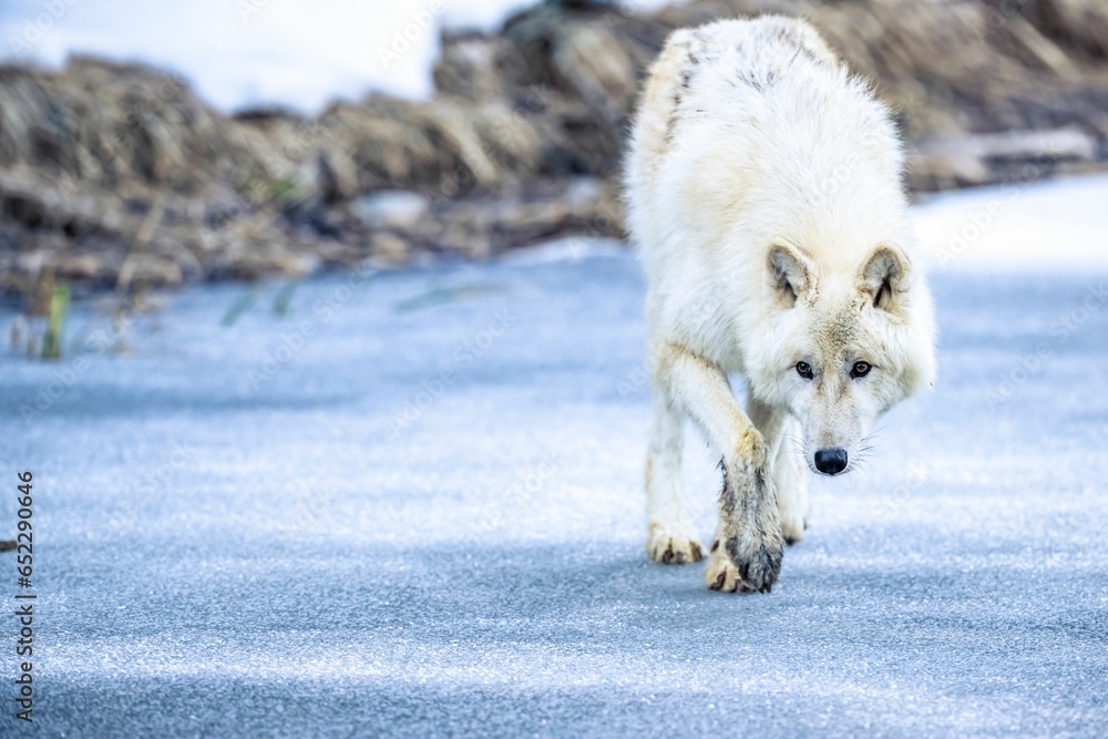 Εκτύπωση καμβά White wolf standing in snow covered ground