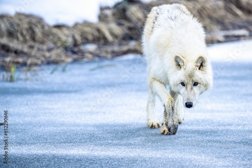 Εκτύπωση καμβά White wolf standing in snow covered ground