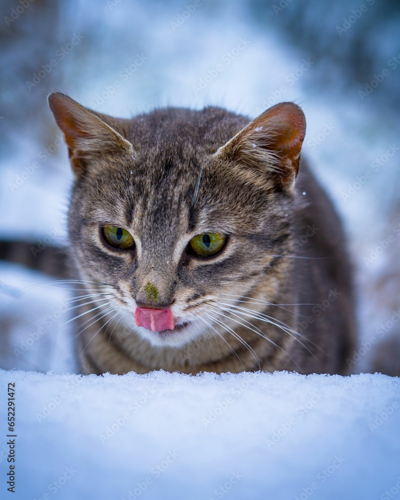 Vertical closeup shot of an adorable tabby cat in a snowy park licking its snout
