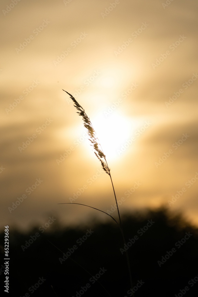 Closeup of dry grass on a blurred sunset background Closeup of dry grass on a blurred sunset background