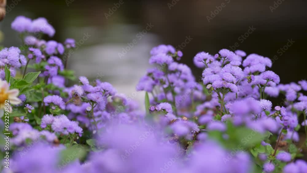 Ageratum hostonianum blue mink (thread flower). beautiful flowers of small size. selective focus. photo during the day. 4k video, 50 fps. Ageratum hostonianum blue mink (thread flower). beautiful flowers of small size. selective focus. photo during the day. 4k video, 50 fps.
