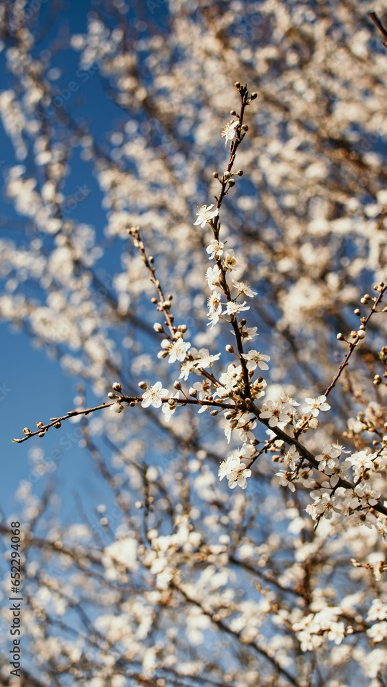 Vertical shot of blooming apple blossom tree branches under a blue sky Vertical shot of blooming apple blossom tree branches under a blue sky