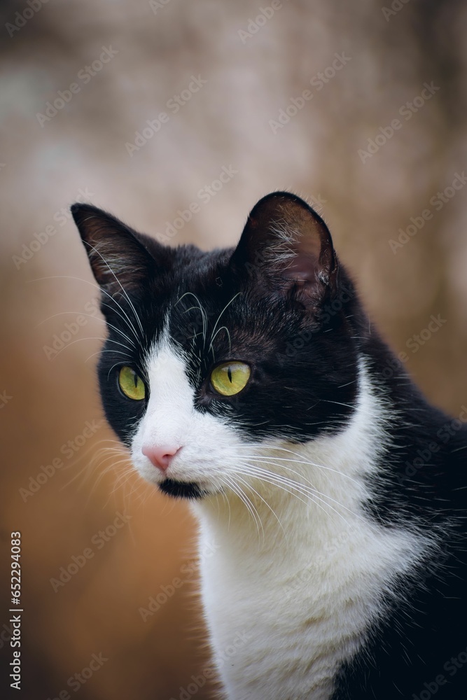 Vertical selective focus shot of an adorable white black cat with green eyes Vertical selective focus shot of an adorable white black cat with green eyes