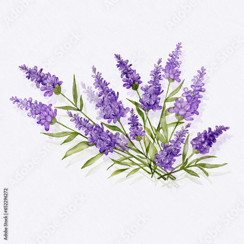 Lavender  Vector watercolor. Beautiful floral bouquets isolated on white illustration.