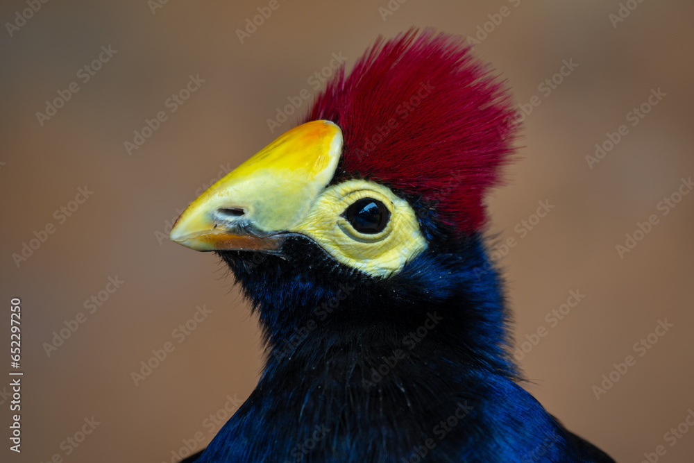 Fototapeta premium Ross's Turaco - Tauraco rossae, beautiful colored bird from African forests and woodlands, Uganda.