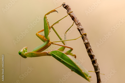 Praying Mantis (Mantodea) animal closeup, (Belalang Sembah) photo