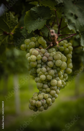 grapes on vine