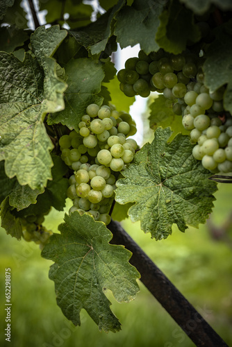 grapes on the vine