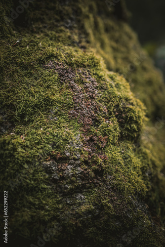 green moss on the stone