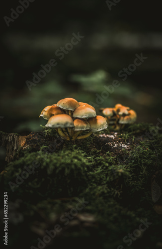 mushroom in the forest