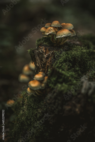 mushroom in the forest