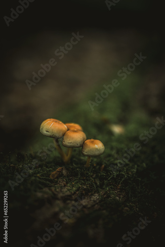 mushrooms in the forest