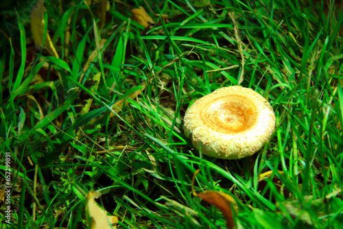 Pilze wachsen im Wald.Steinpilz.Birkenpilz.Hallimasche.Fuchs.Trüffel.Butterpilz. Austernpilz (Pleurotus ostreatus).Nahaufnahme Makro.Gesunde Lebensmittel und Medikamente werden verwendet.Postkarte	 photo