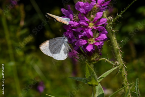 Beautiful butterfly in the Carpathian mountains of Ukraine © glebantiy
