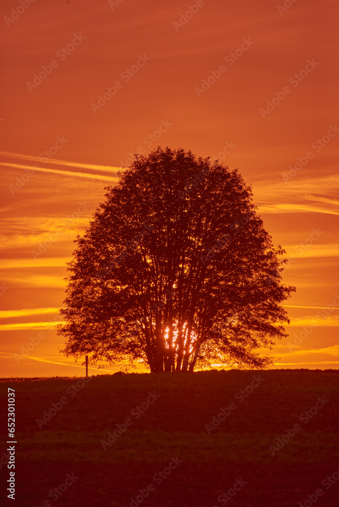 A lonely tree in a field during a beautiful sunset