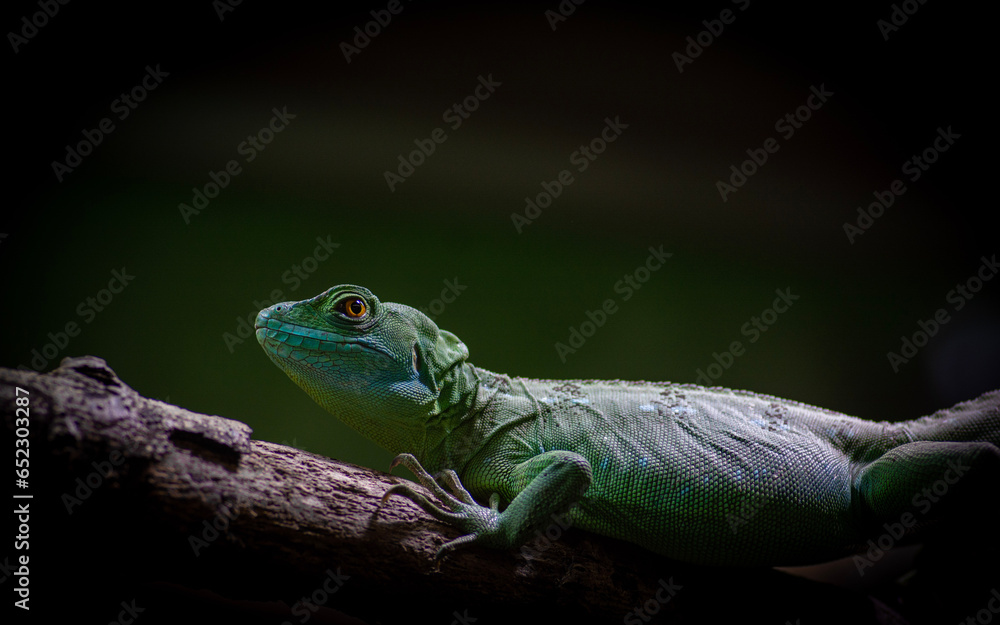 Fototapeta premium Lizard on a branch