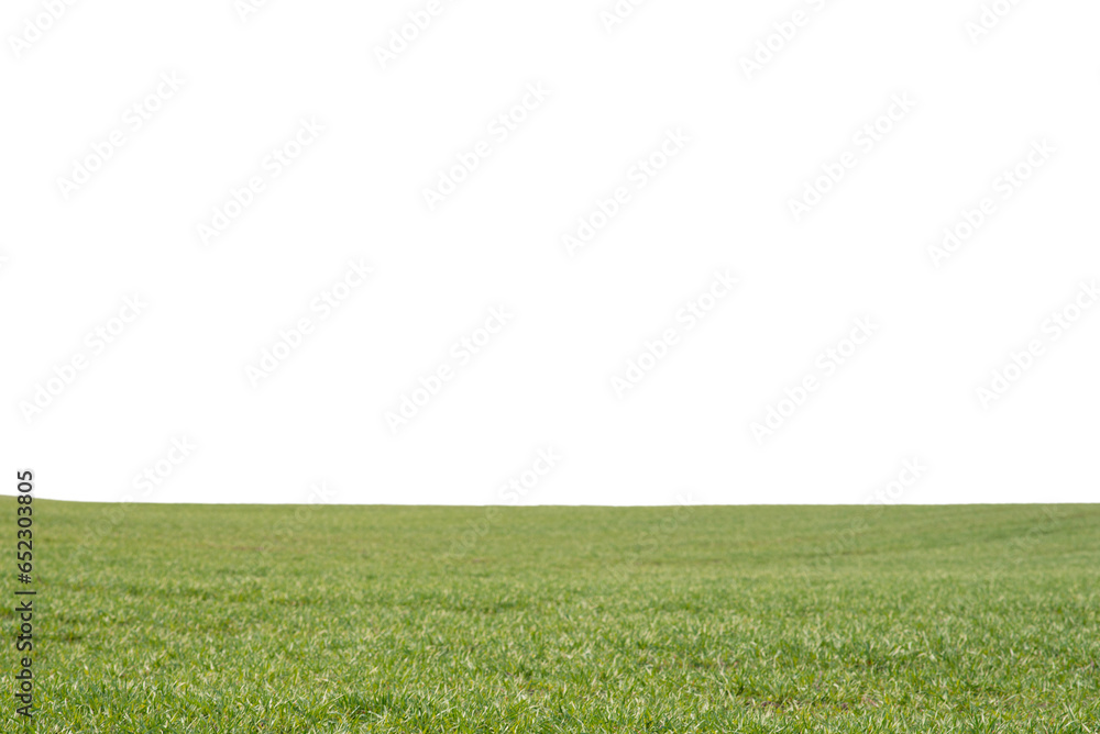 Green field as a background.  Green grass in spring isolated on a white background.