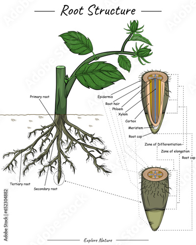 Root structure