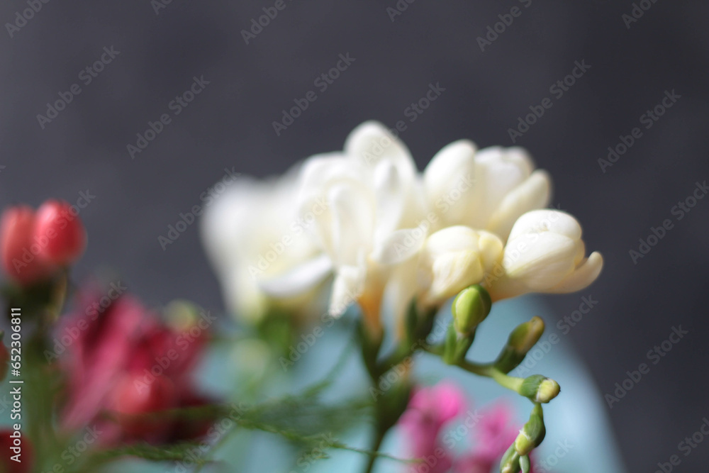 Fototapeta premium White freesia flowers. White fragrant spring flowers on dark background, Freesia bouquet. 