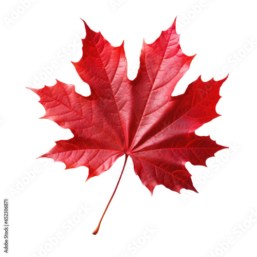 Red maple leaf leaves on transparent background