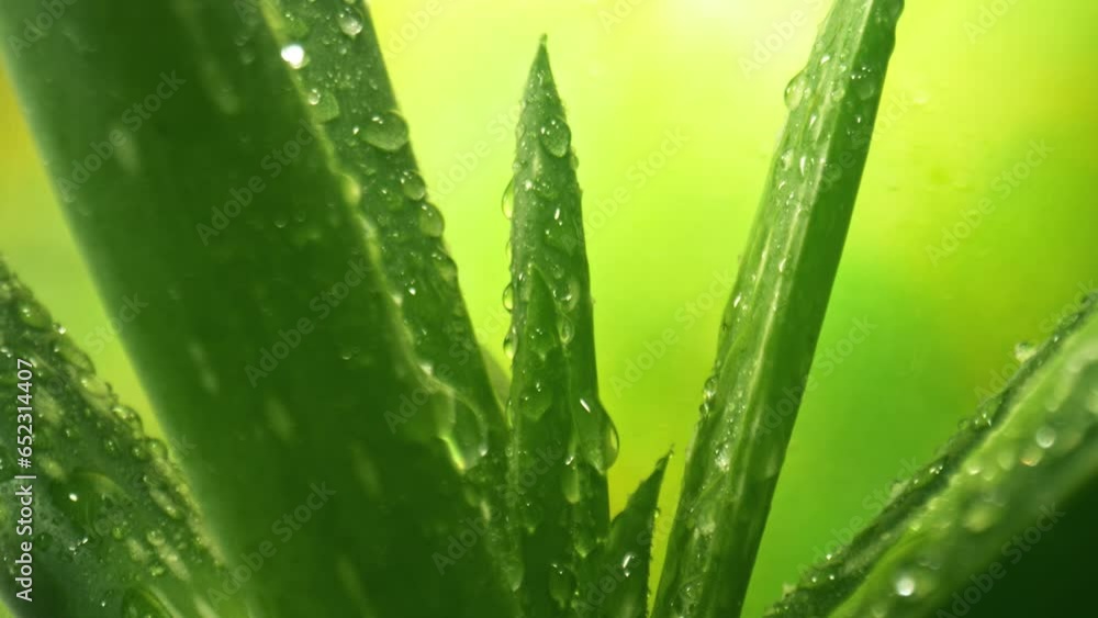 Super Slow Motion Shot of Camera Moving Backwards from Aloe Vera Plant with Water Drops at 500fps. Super Slow Motion Shot of Camera Moving Backwards from Aloe Vera Plant with Water Drops at 500fps.