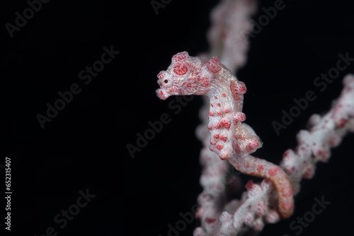 Pygmy Seahorse - Hippocampus bargibanti. Underwater macro world of Tulamben, Bali, Indonesia.