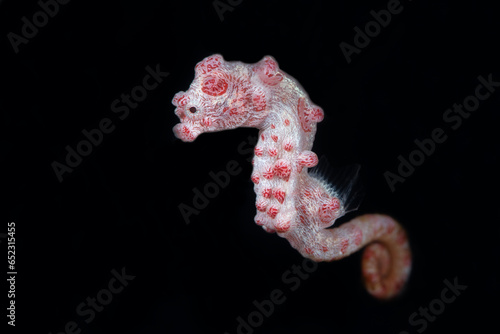 Pygmy Seahorse - Hippocampus bargibanti. Underwater macro world of Tulamben, Bali, Indonesia.