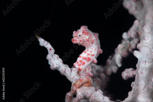 Pygmy Seahorse - Hippocampus bargibanti. Underwater macro world of Tulamben, Bali, Indonesia.
