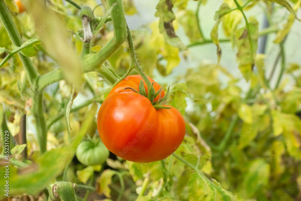 Ripe big red tomato on a branch in a greenhouse