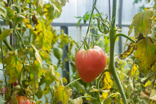 Ripe big red tomato on a branch in a greenhouse