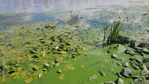 Green water polluted with blue-green algae Cyanobacteria 