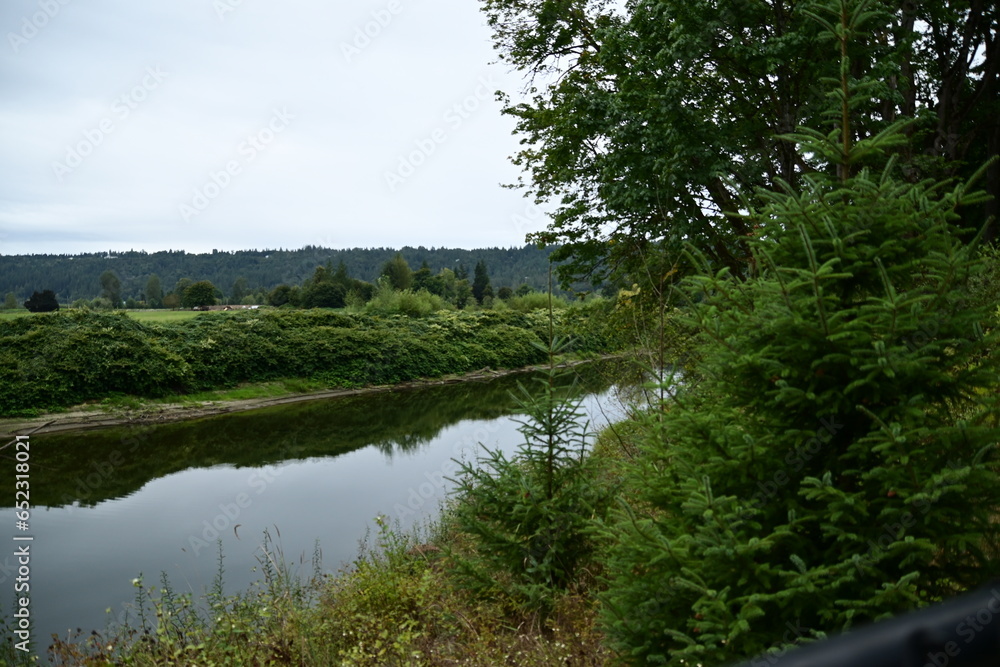 Obraz premium river in the forest