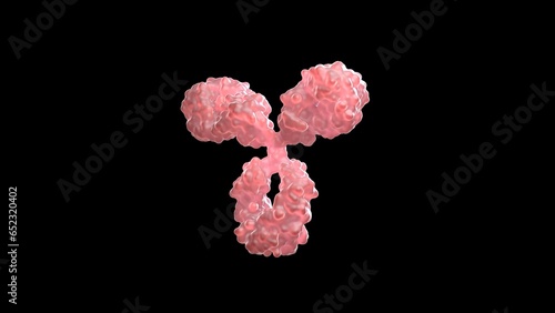 3D rendering of an antibody, IgG, scientific accurate, immune system, isolated, immunoglobuline, molecular, medical illustration,  (ID: 652320402)