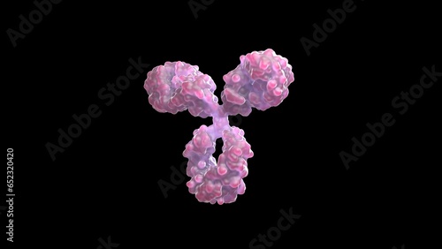 3D rendering of an antibody, IgG, scientific accurate, immune system, isolated, immunoglobuline, molecular, medical illustration,  (ID: 652320420)