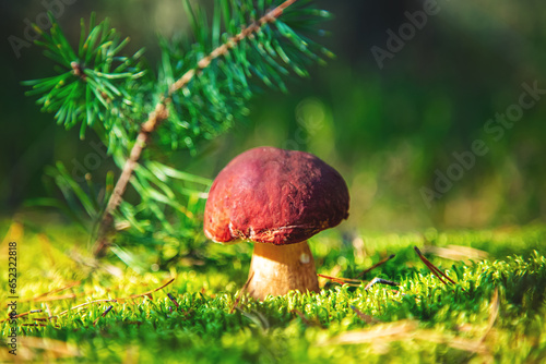 Mushroom Boletus Edulis in green moss close-up. Natural background.