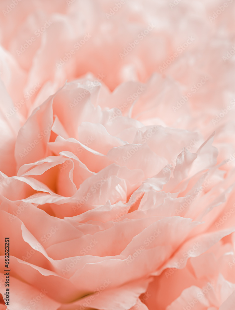 Beautiful view of peach pink color blooming peonies close up lit by sunlight, midday light shadows. Pastel Color gradient beauty nature aesthetic background. Natural floral pattern, selective