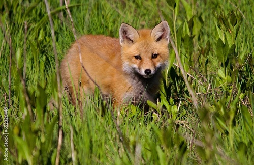 Red Fox pup © richard