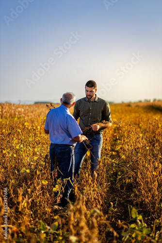 Two farmers talking in a field examining soy crop before harvest. photo