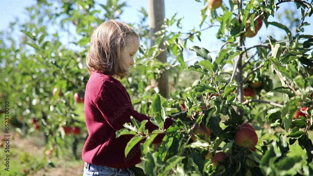 Adorable preschooler girl picking red ripe organic apples in orchard or on farm on a fall day Adorable preschooler girl picking red ripe organic apples in orchard or on farm on a fall day