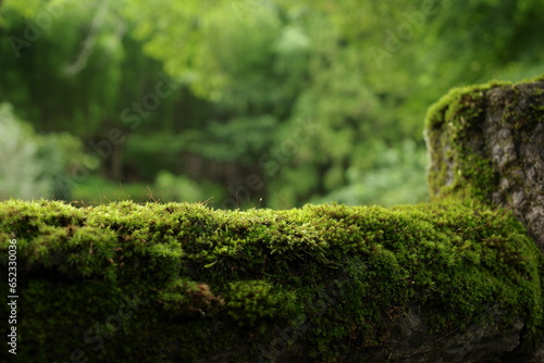 Moss covered the log. The bright green moss contrasts with the brown color of the logs. make you feel alive They are often found in areas with high humidity, such as forests, parks, and along waterway