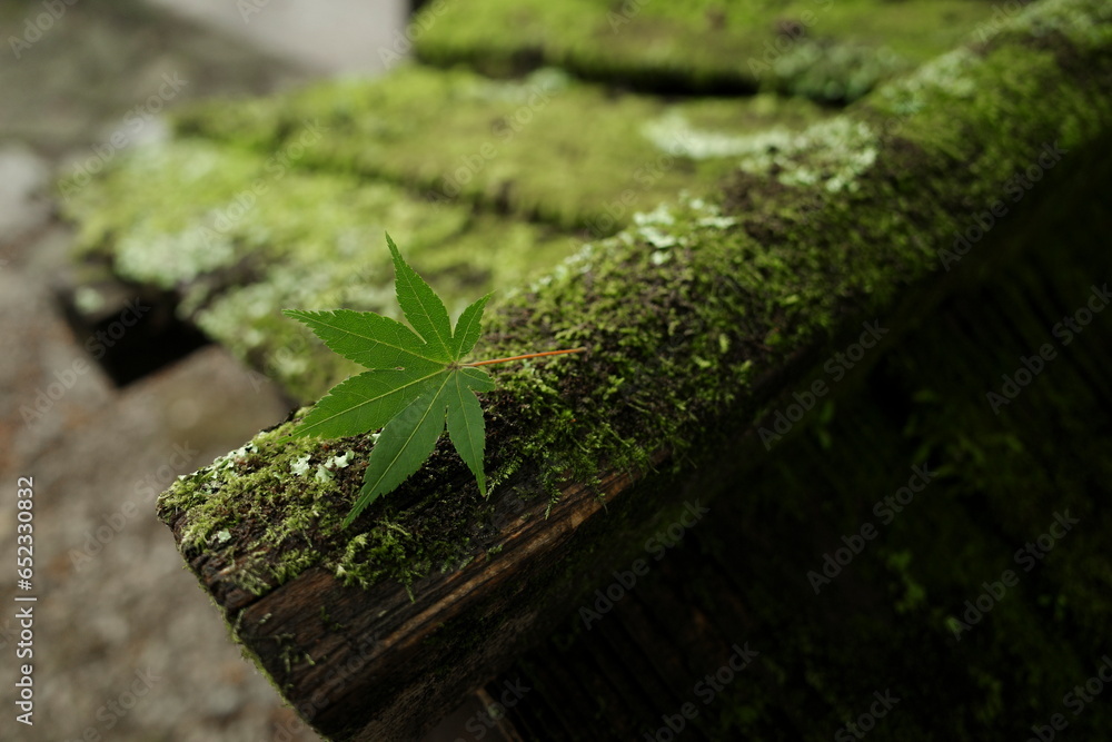 Green maple leaf Falling on the moss-covered wood Falling maple leaves are a sign that spring is coming to an end. And autumn is about to begin. Green maple leaf Falling on the moss-covered wood Falling maple leaves are a sign that spring is coming to an end. And autumn is about to begin.