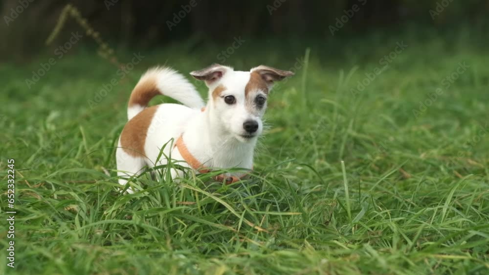 Two happy dogs playing fetch on the grass in the park Two happy dogs playing fetch on the grass in the park