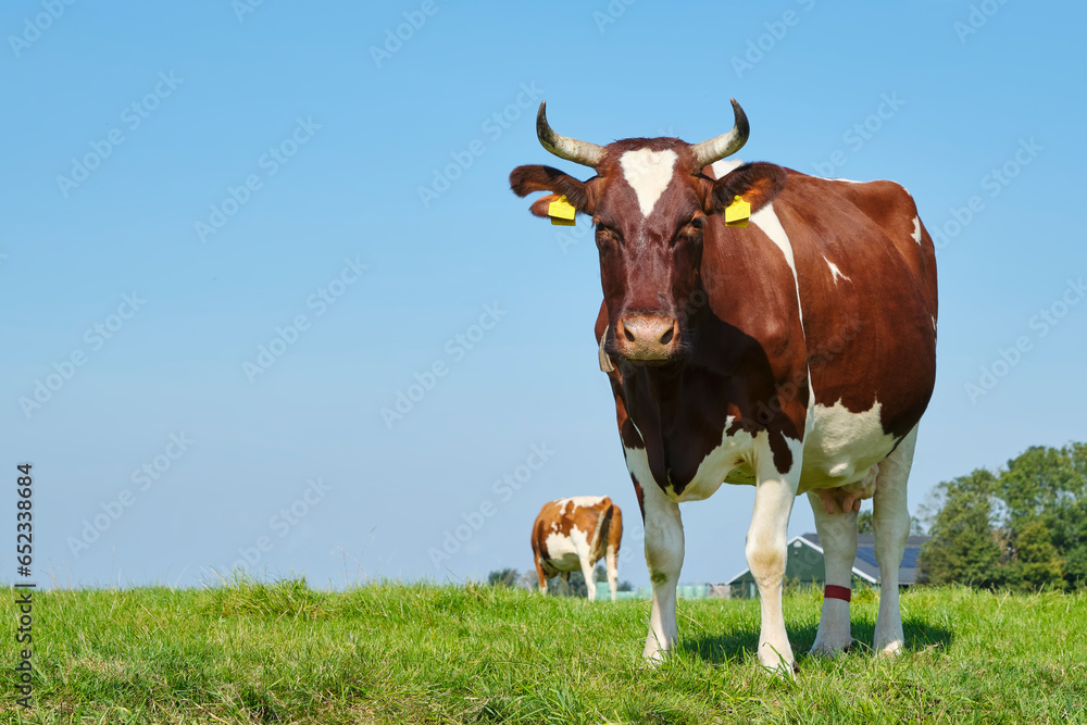 Frisian red and white cows with horns in a sunny meadow in Friesland The Netherlands in summer. Before 1800, the red and white breed was dominant in the Northern Netherlands. Image with copy space.