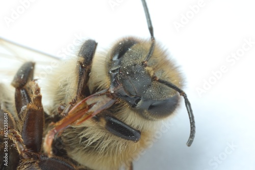 One honey bee on white background, macro view