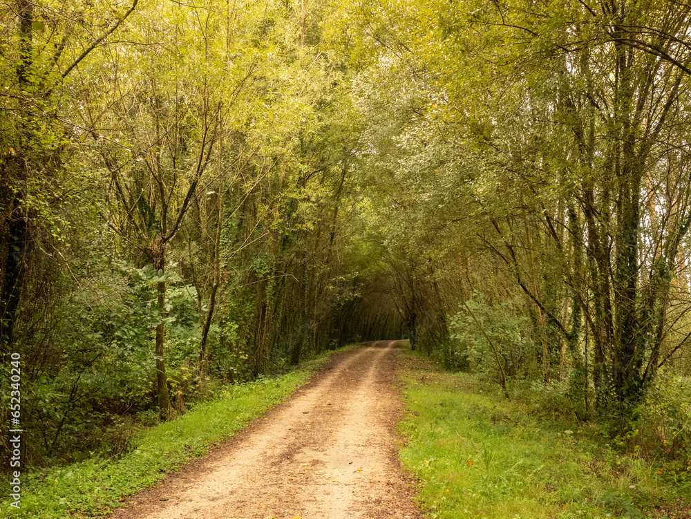 Camino en el bosque