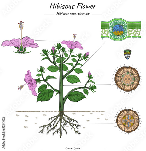 Parts of plant or plant anatomy template.