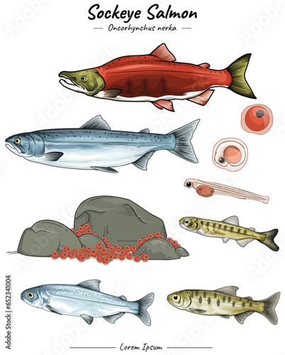 Sockeye salmon illustration set