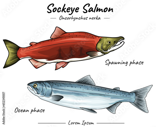 Sockeye salmon ocean and spawning phase.