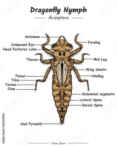 Dragonfly Nymph Anatomy.